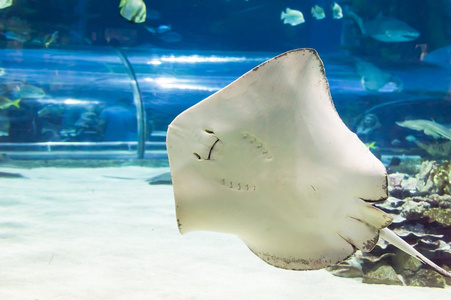 在水族馆中飞行蝠鲼