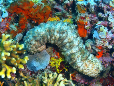 巴厘岛,海参佩母德兰照片