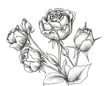 高度详细的手绘玫瑰图片