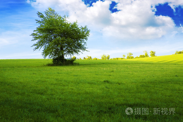 一棵树绿色的田野