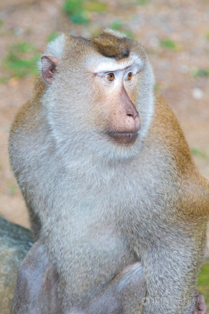 在公园里的大猴子照片-正版商用图片1n4f63-摄图新视界