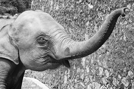 小象与上升的树干照片