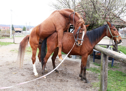 马交配动物图片