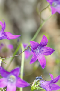 手铃花