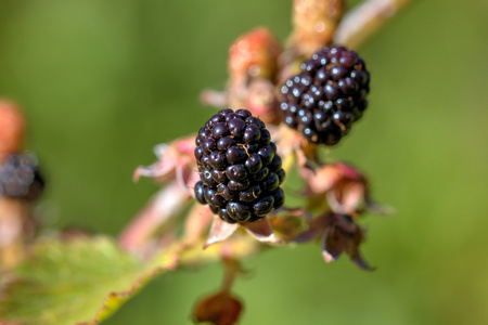 黑 莓。浆果。花园