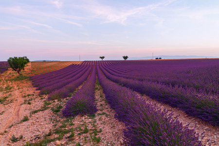 美丽的颜色，紫色附近 Valensole，普罗旺斯的薰衣草田