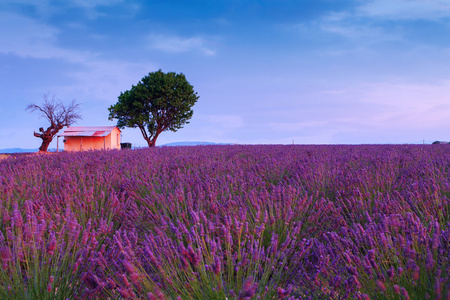 美丽的颜色，紫色附近 Valensole，普罗旺斯的薰衣草田