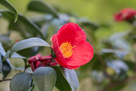 茶花特写