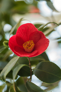 盛开的茶花红花