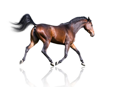 隔离的匹棕色的马，在白色背景上小跑