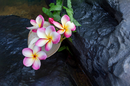 粉红色的花鸡蛋花或鸡蛋花瀑布石上，s