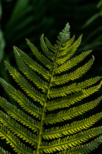 蕨 类 植物。春天。森林