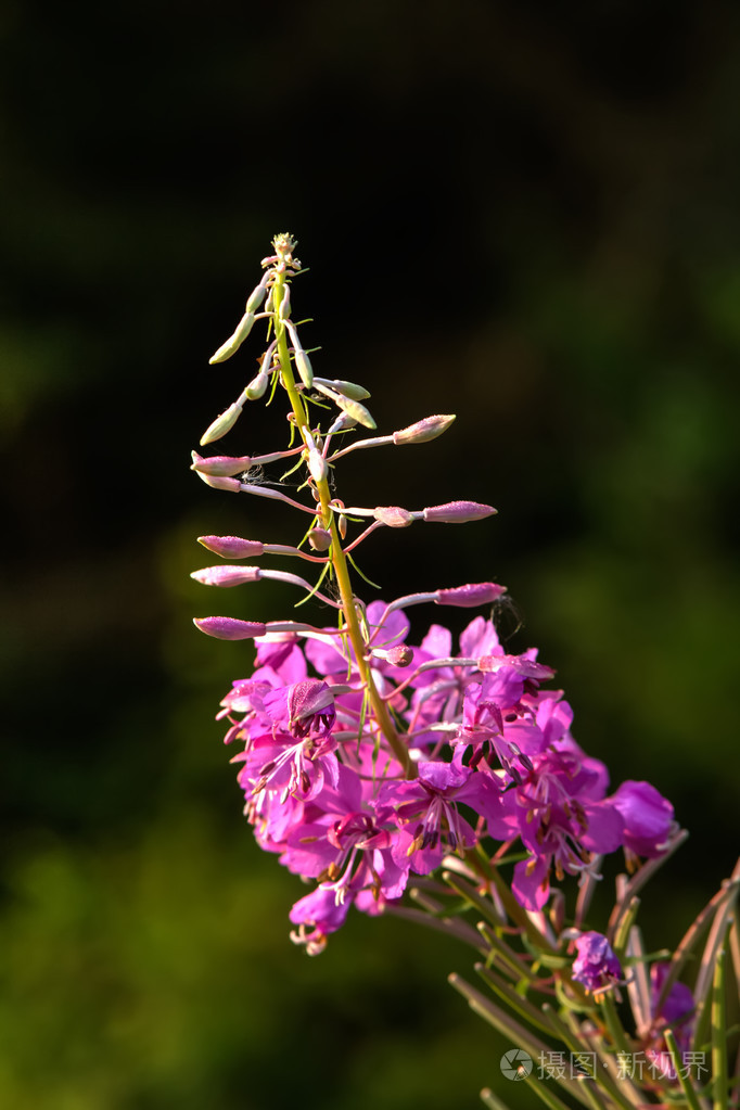 花杂草丛生农村