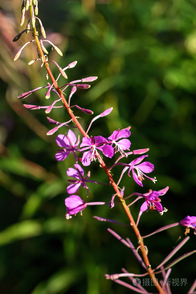 花杂草丛生农村