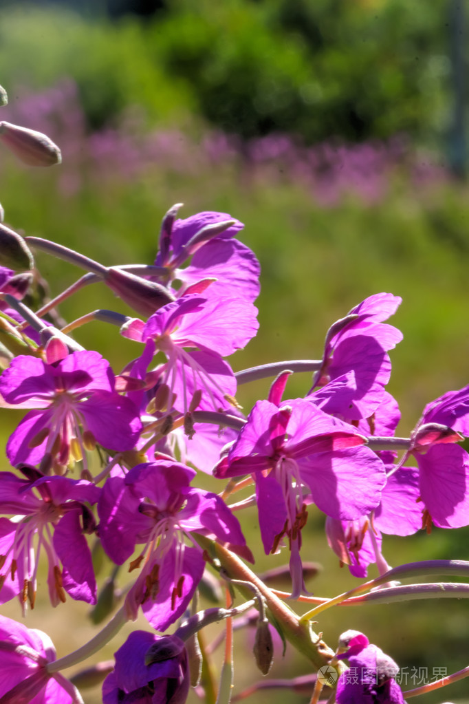 花杂草丛生农村
