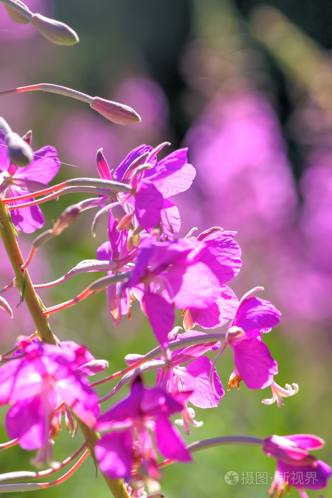 花杂草丛生.农村