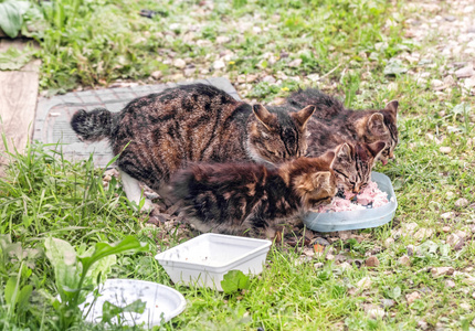 饥饿的小猫与母亲