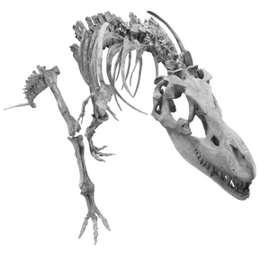 一只恐龙骨架图片