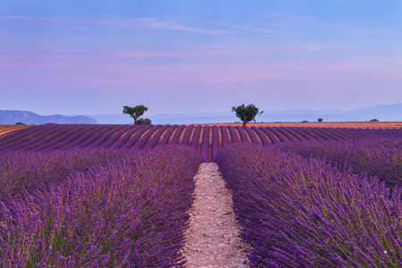 美丽的颜色，紫色附近 Valensole，普罗旺斯的薰衣草田