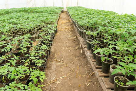 番茄幼苗种植到土壤 温室植物 滴灌 前温室种植的西红柿在农业 辛勤工作的农民手中
