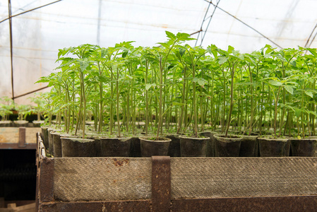 番茄和黄瓜蔬菜温室中的植物。番茄幼苗种植到土壤 温室植物 滴灌 前的温室栽培的番茄在农业