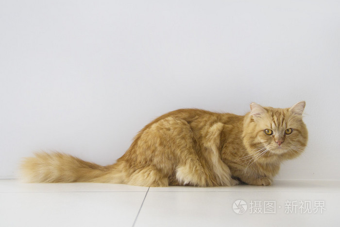 毛茸茸的哺乳动物孤立在白色背景, 远射全身猫