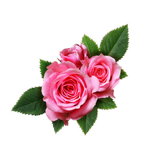 画月季花图片