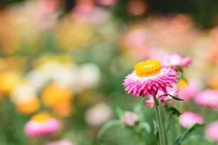 菊或稻草花