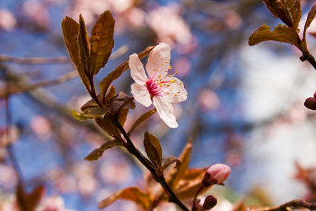 樱桃春季粉红花开花特写