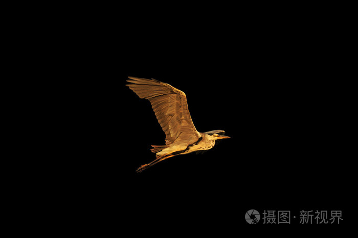 苍鹭飞上孤立的黑