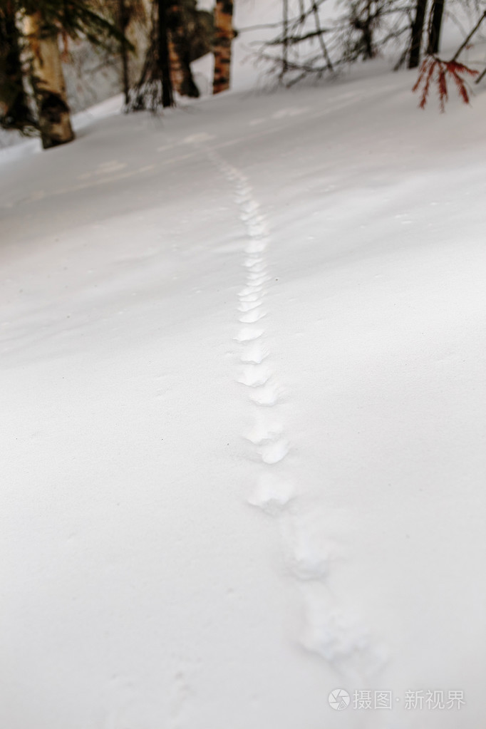 雪中的小动物足迹链照片 正版商用图片1n4ngr 摄图新视界