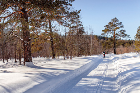 阳光灿烂的冬天森林景观与远程的滑雪者