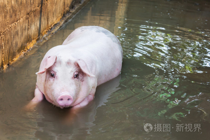 单只大猪戏水