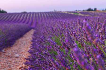 美丽的颜色，紫色附近 Valensole，普罗旺斯的薰衣草田