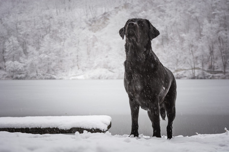 看看黑犬拉布拉多猎犬与结冰的湖面和雪的森林在背景中