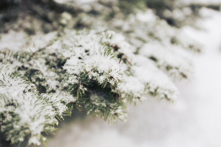 冬季杉木树枝上的积雪