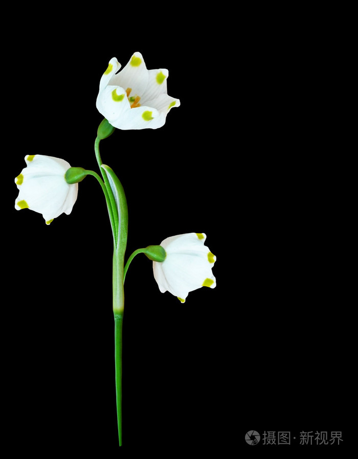 春天的花朵孤立在黑色背景上的雪莲花