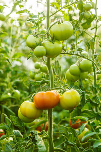 成熟在温室中的绿色番茄集群