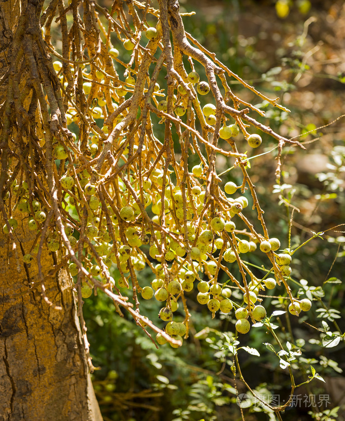 无花果树上的野无花果
