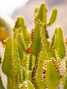 沙漠仙人掌细节