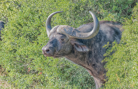 非洲水牛肖像