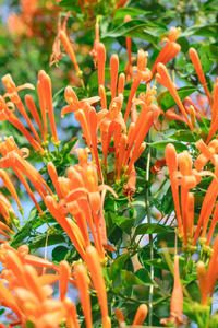 橙色的喇叭花照片