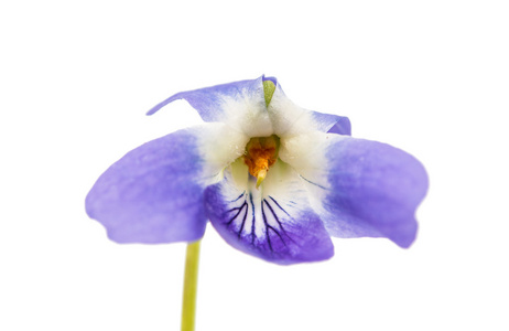 孤立的紫罗兰花