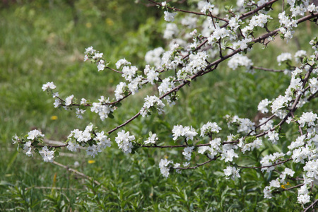 苹果树开花