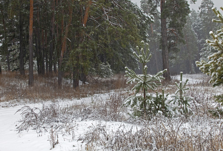 森林中的暴风雪