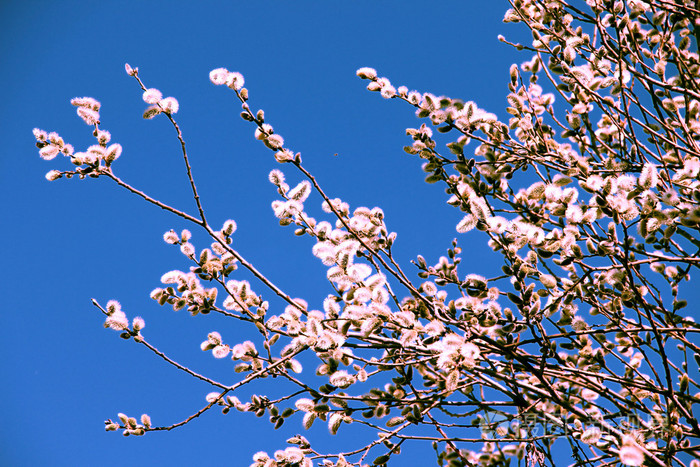 蓝色背景的小阴柳枝