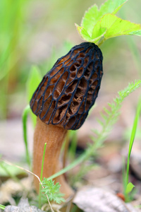 小的棕色蘑菇