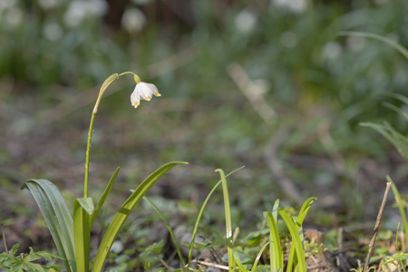 Leucojum 弗纳姆，春天的花朵，在自然保护区