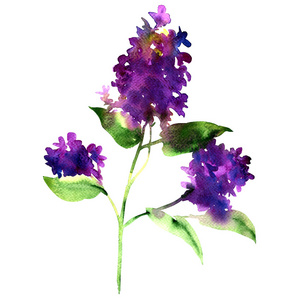 小枝紫色的丁香 迎春花 丁香寻常型 孤立 水彩插图