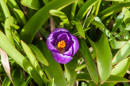 蓝色番红花花